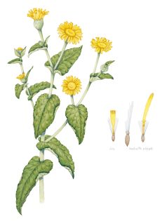 Common Fleabane Pulicaria dysenterica – SOLD –