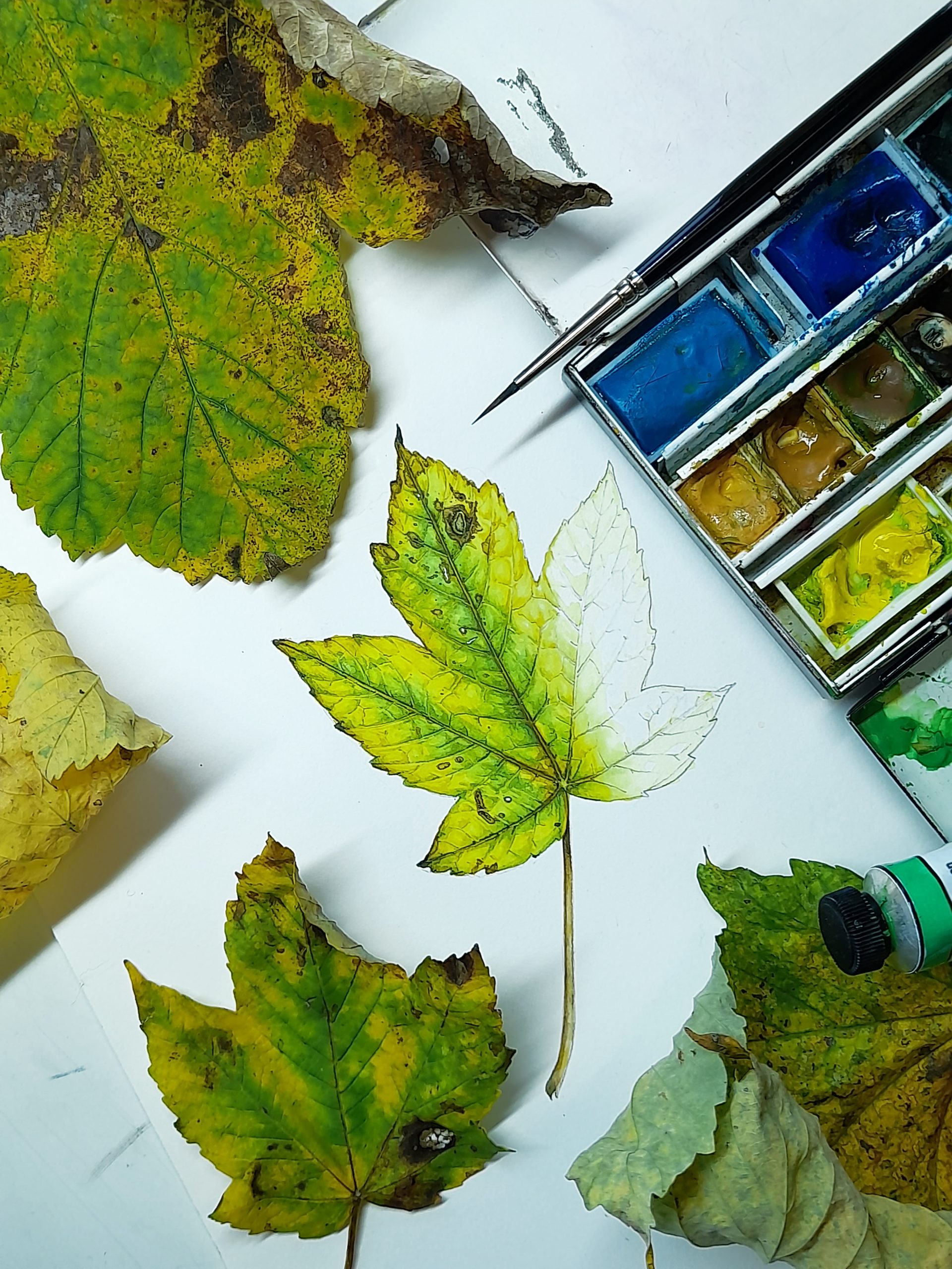 Sycamore leaf sketch