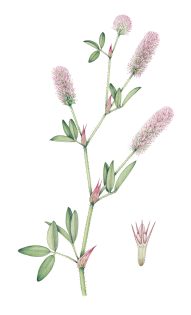 Hares-foot clover Trifolium arvense