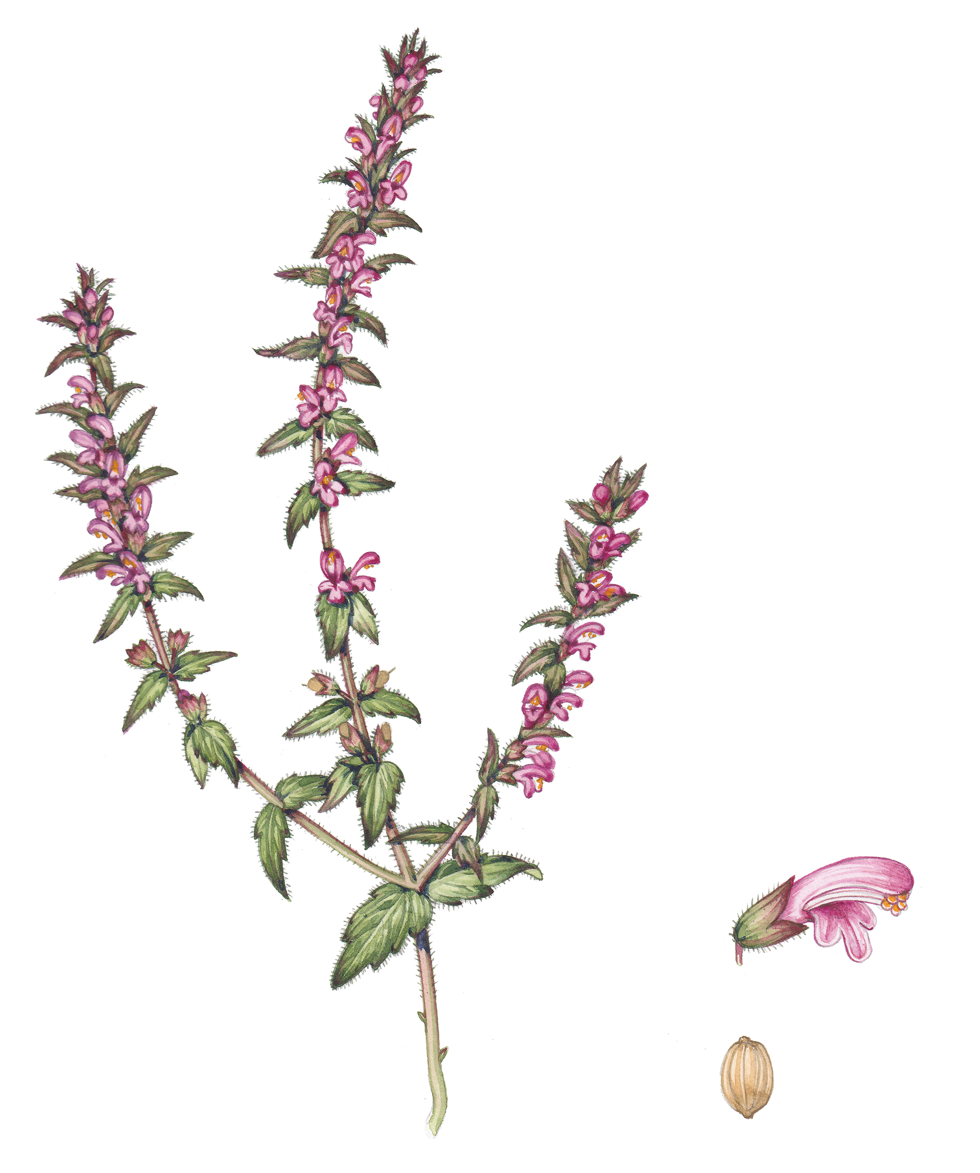 Red bartsia