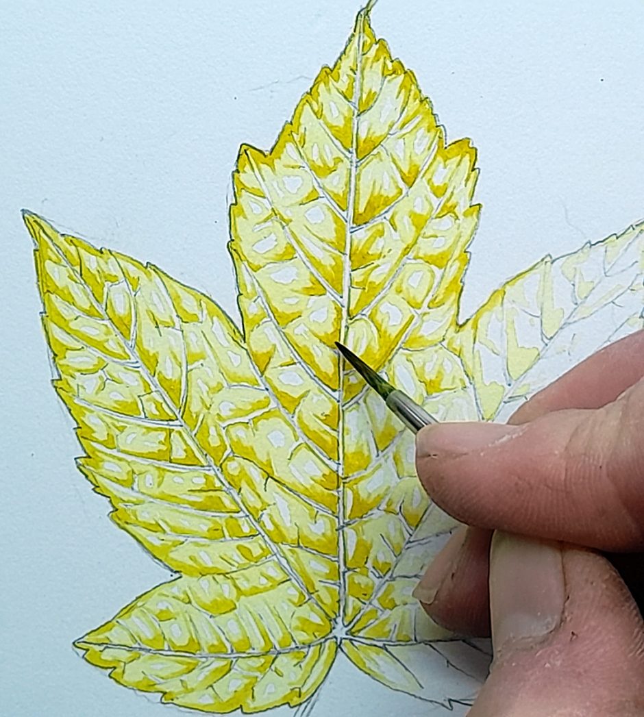 Botanical Illustration of a Sycamore Leaf - Lizzie Harper