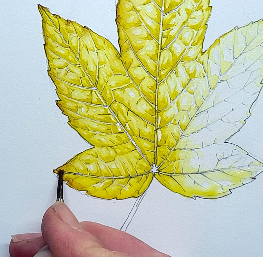 Leaf Drawing 2 - Caro Fine Art