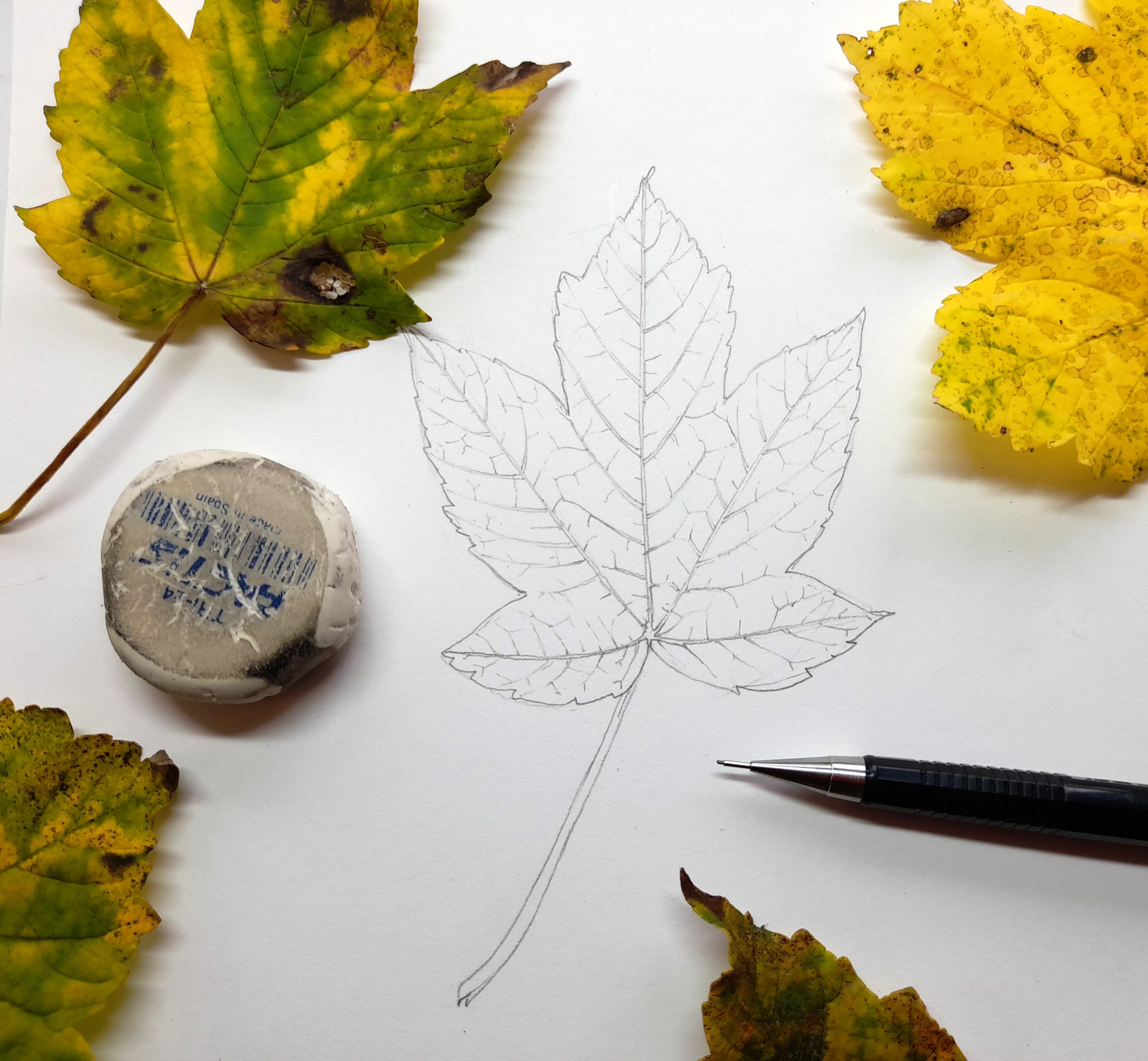 How to draw Leaves Realistic Easy In Pencil on maple and other trees