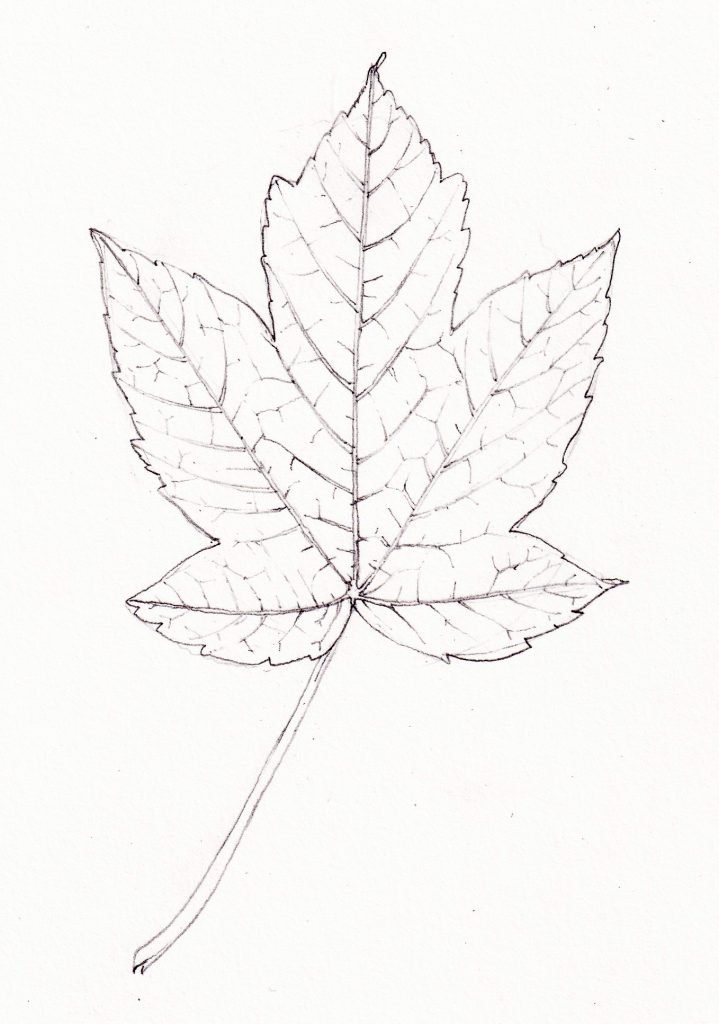 How To Draw A Leaf || Beautiful Leaf Pencil Drawing || Step By Step ||  Pencil Sketching | Step by step drawing, Pencil sketch, Pencil drawings