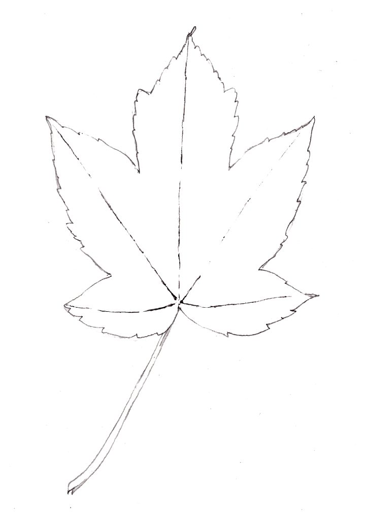 black outline bitter melon leaf vector drawing Stock Vector | Adobe Stock