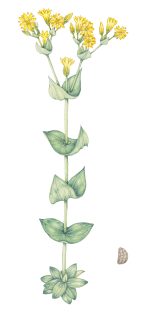 Yellow-wort Blackstonia perfoliata