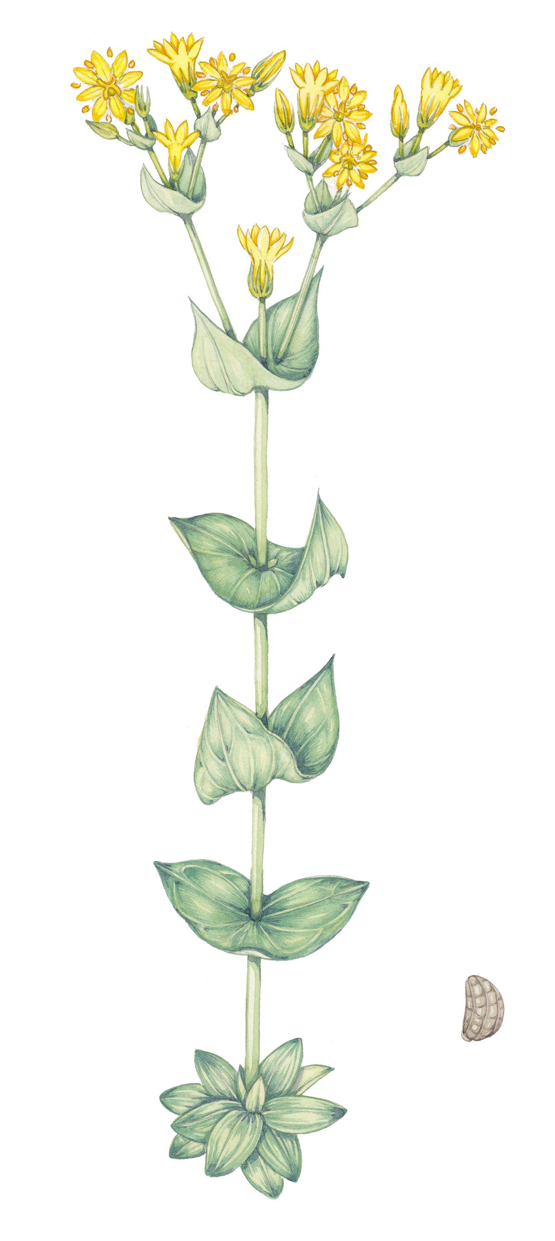 Yellow-wort Blackstonia perfoliata