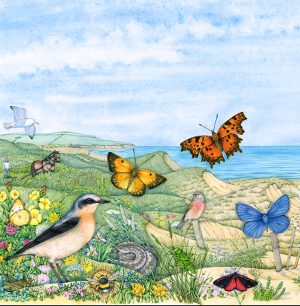 Sand dunes Information Board – N Devon AONB