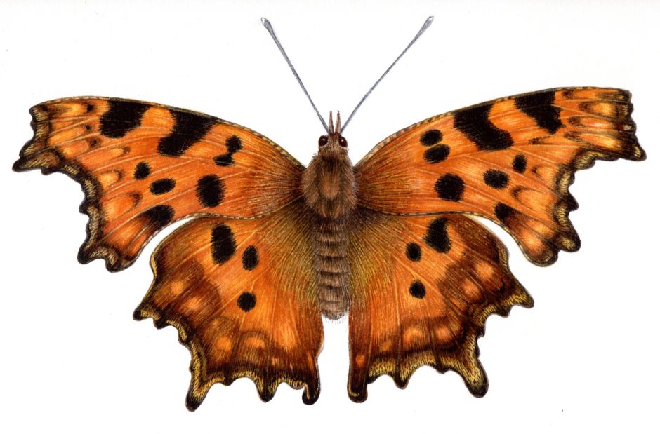 Butterflies of Bentham Sand dunes - Lizzie Harper
