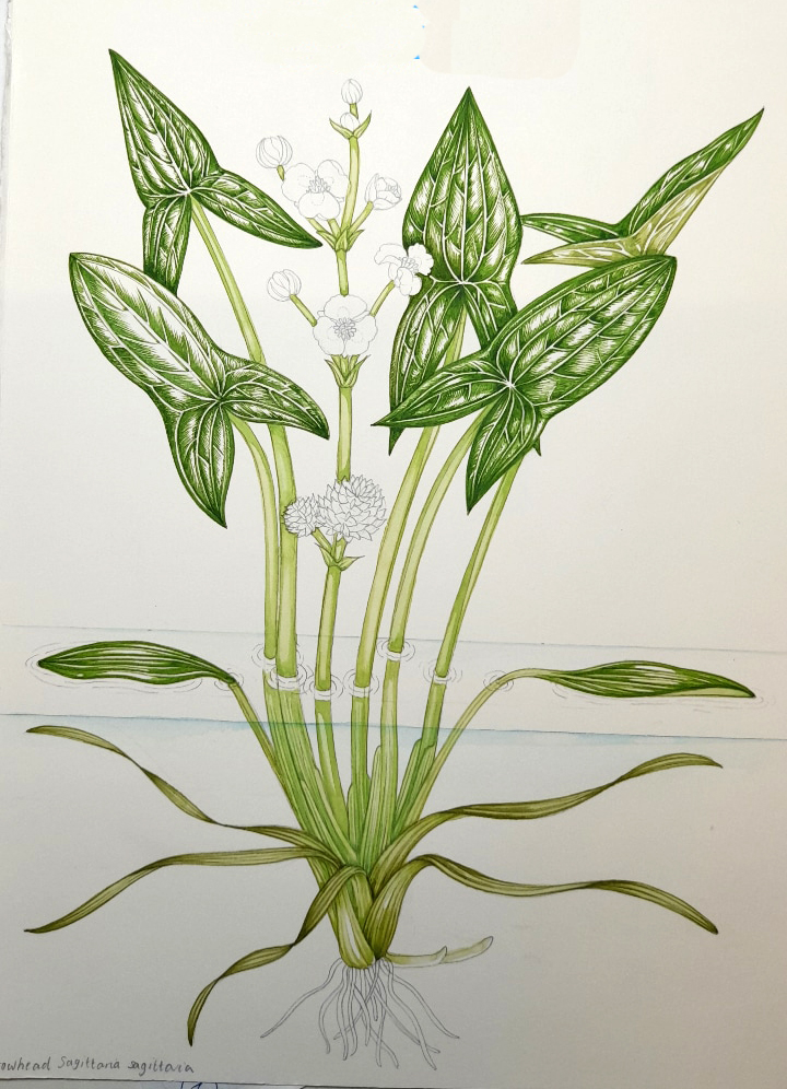 Unframed Original Plant Illustrations Archives - Page 2 of 17 - Lizzie