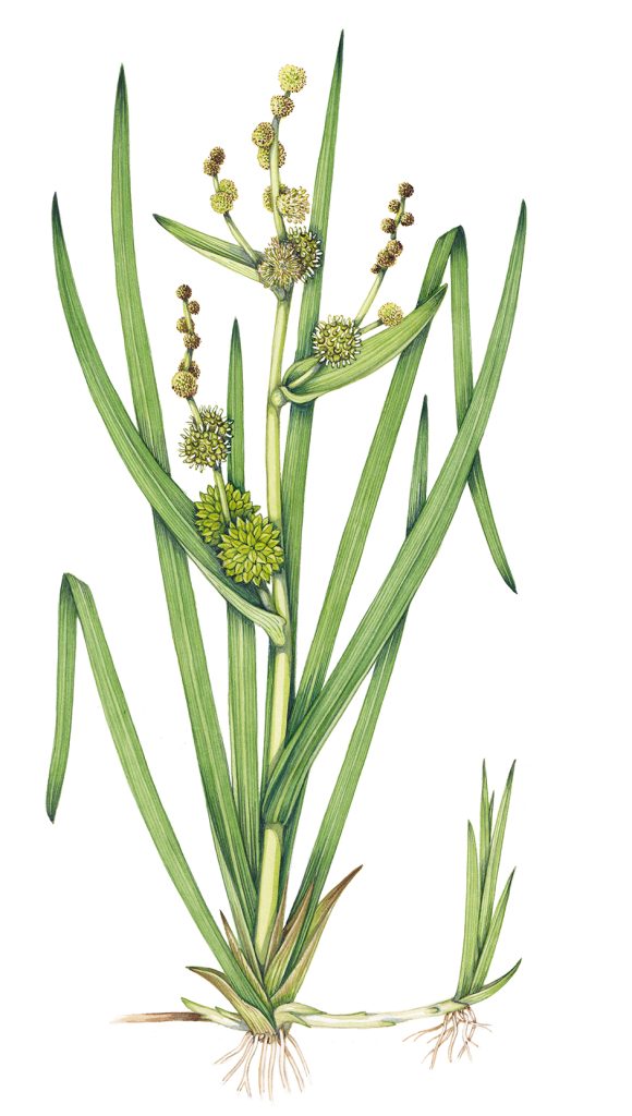 Branched Bur-reed