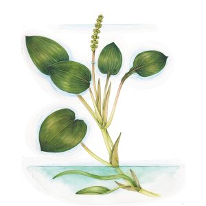 Broad-leaved Pondweed Potamogeton natans – SOLD –