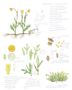 Brass Buttons Cotula coronopifolia Sketchbook study page