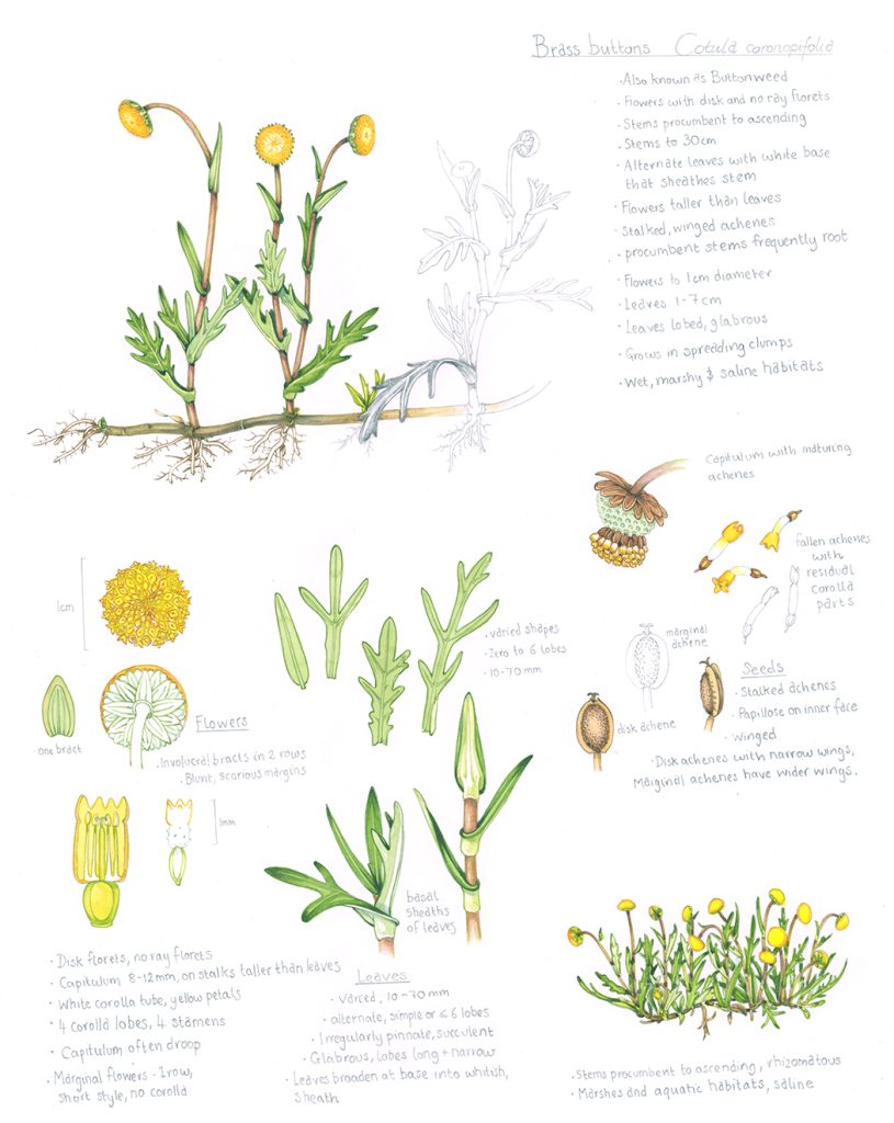 Buttonweed or Brass Buttons Cotula coronopifolia with habit sketch