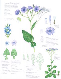 Common Blue sow-thistle Cicerbita macrophylla compared to Alpine Sow-thistle Cicerbita alpina