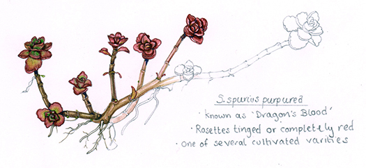 Caucasian Stonecrop Sedum spurius