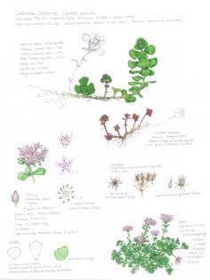 Caucasian Stonecrop Sedum spurius sketchbook study page