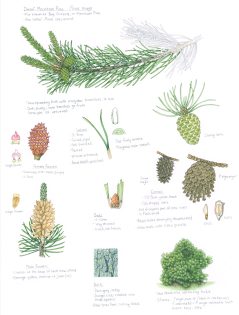 Dwarf Mountain Pine Pinus mugo sketchbook study sheet
