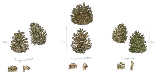 Dwarf pine subspecies
