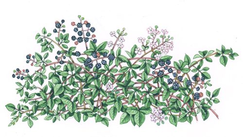 Himalayan Blackberry