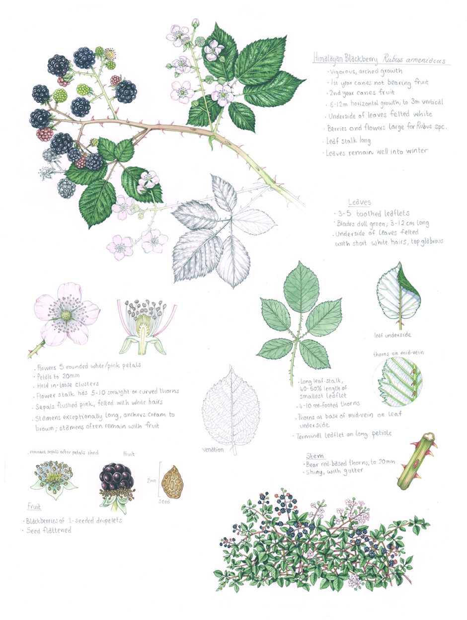 Himalayan Blackberry Rubus armeniacus - Lizzie Harper
