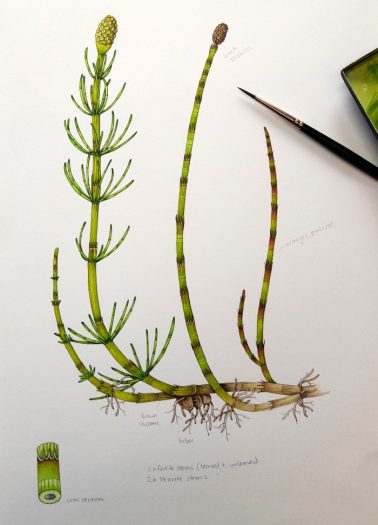 Water Horsetail Equisetum
