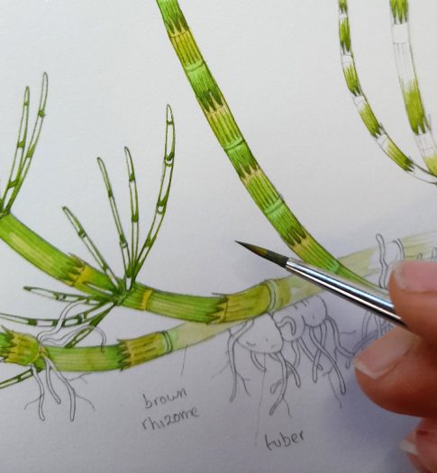 Water Horsetail Equisetum