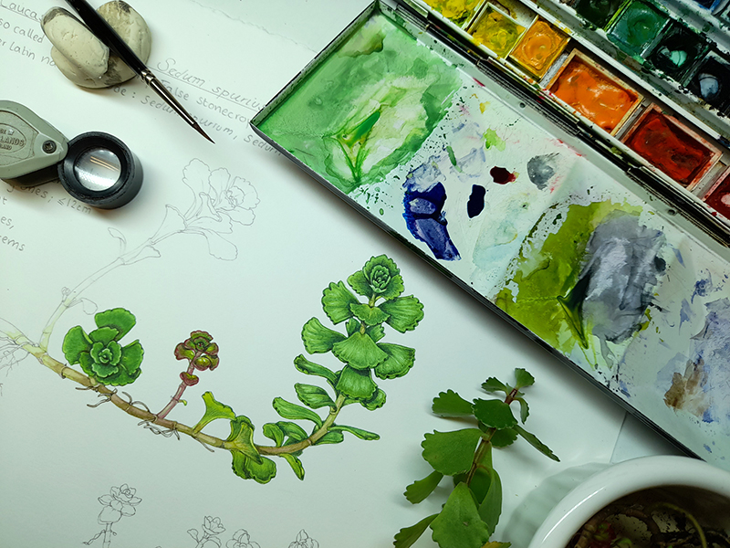 Caucasian Stonecrop Sedum spurius