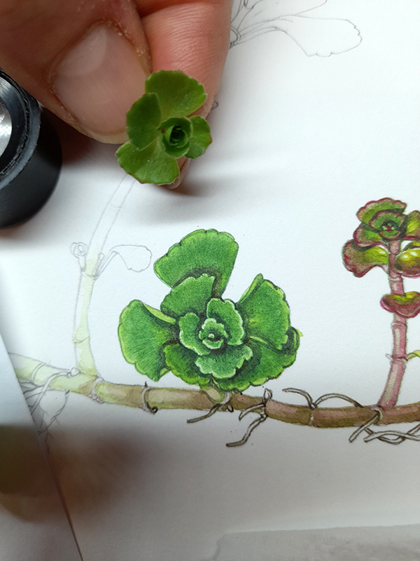 Caucasian Stonecrop Sedum spurius