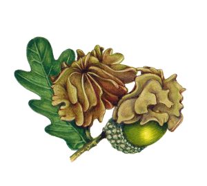 Knopper gall Andricus quercuscalicis on English Pendunculate or Common Oak Quercus robur