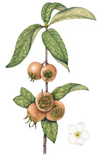 Medlar Mepsilus germanica