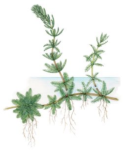 Parrots Feather Myriophyllum aquaticum