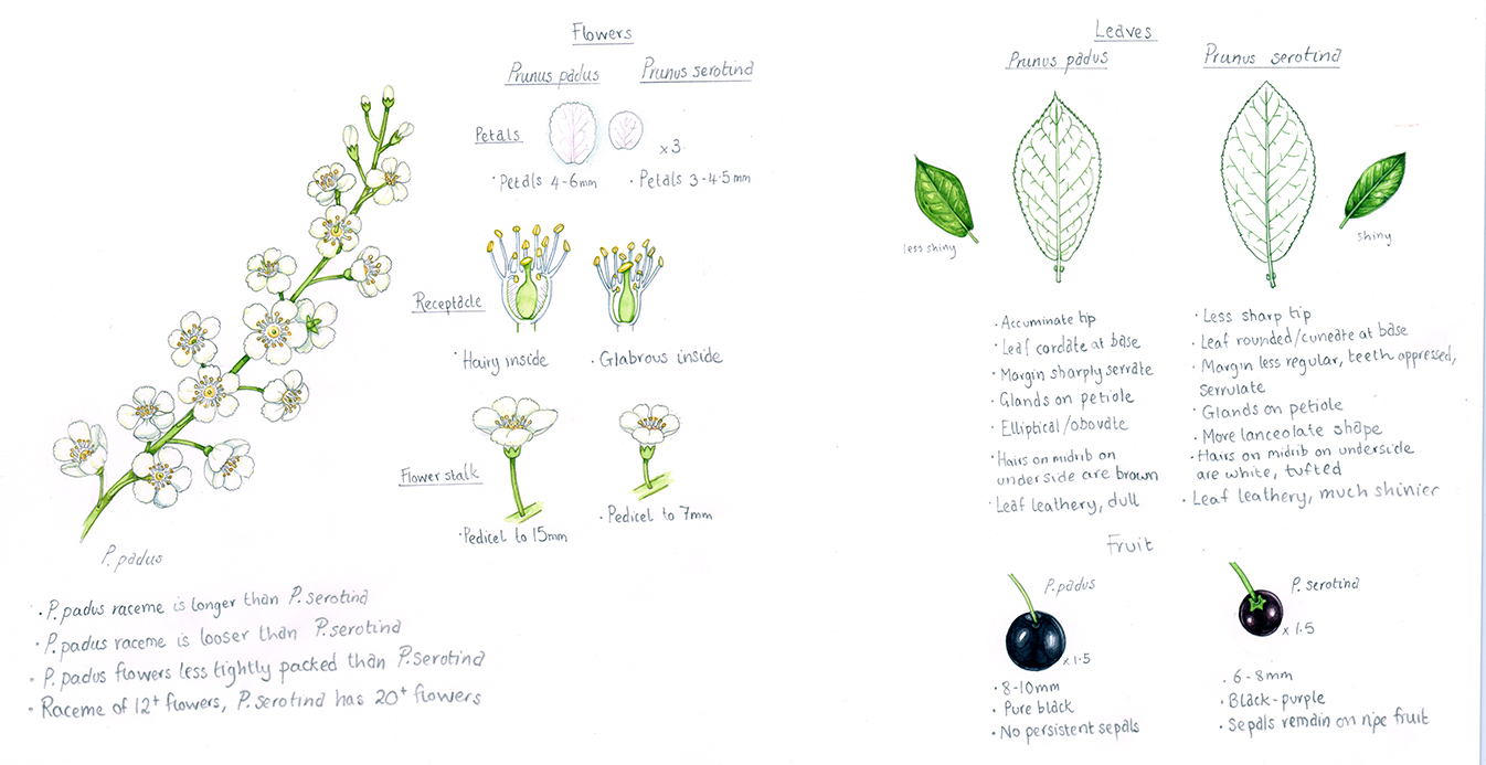 Rum or Black Cherry Prunus