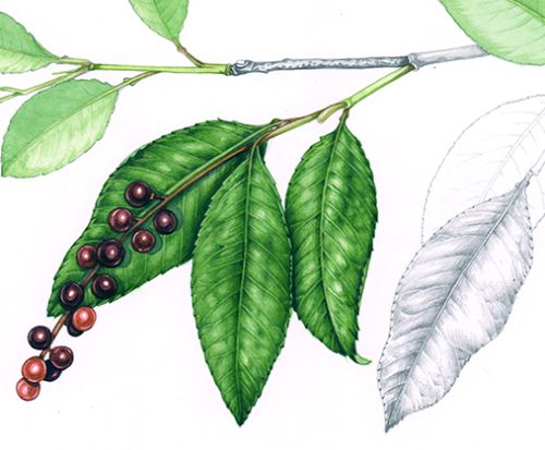 Rum or Black Cherry Prunus