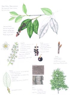 Rum or Black Cherry Prunus serotina sketchbook study