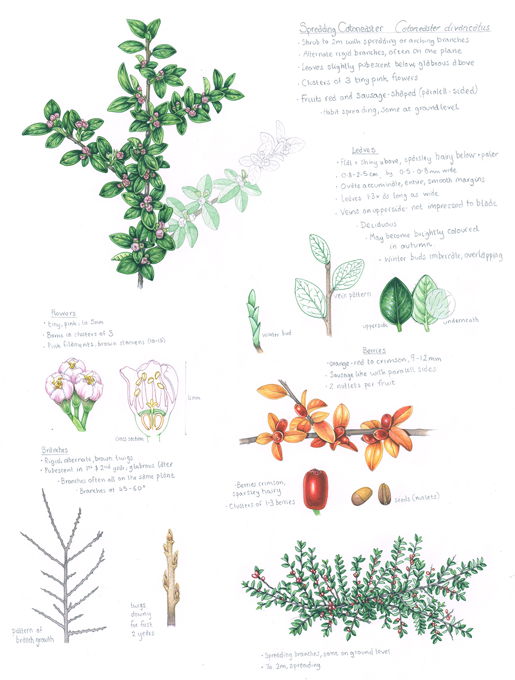 Spreading Cotoneaster