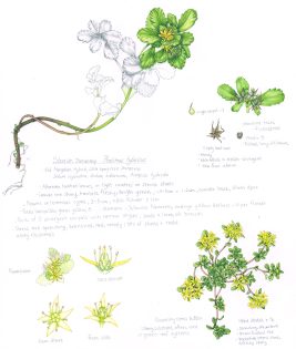 Siberian Stonecrop Phedimus hybridus sketchbook study
