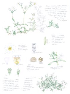 Snow-in-Summer Cerastium tomentosum Sketchbook Study