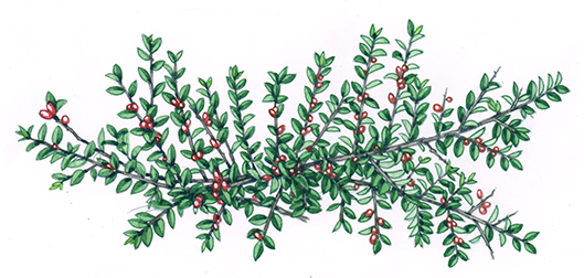 Spreading Cotoneaster