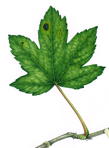 Sycamore leaf