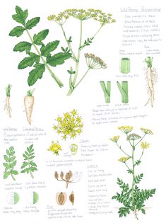 Wild Parsnip Pastinaca sativa Sketchbook study page – SOLD –