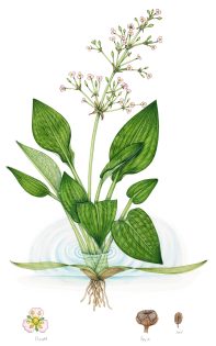 Water plantain Alisma plantago-aquatica