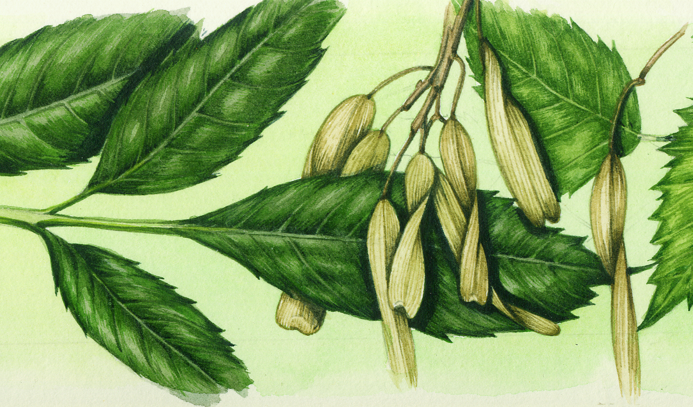 Trees: Ash - Lizzie Harper