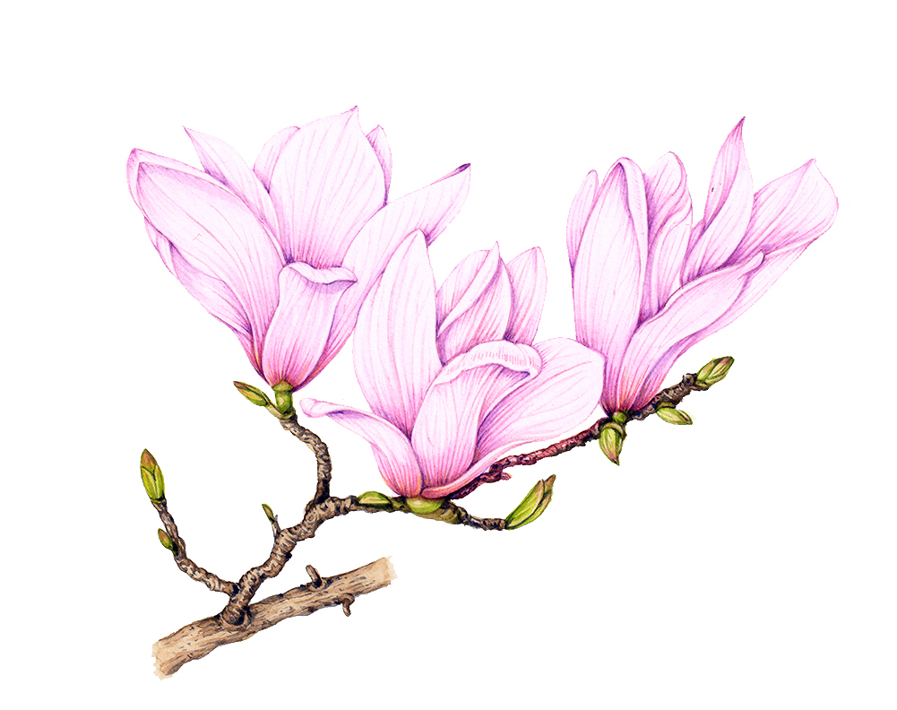 Magnolia sprig Magnolia grandiflora - Lizzie Harper
