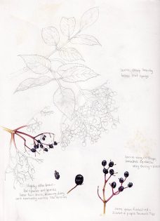 Elder Sambuccus nigra sketchbook page