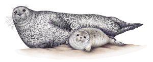Grey seal and pup Halichoerus grypus