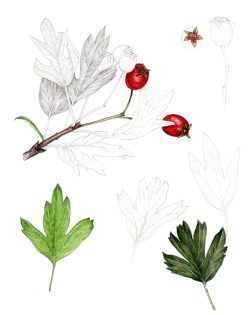 Hawthorn Craetegus monogyna sketchbook study