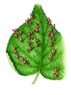 Lime leaf nail galls Lime Tilia europaea
