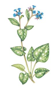 Lungwort Pulmonaria officinalis – SOLD –