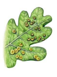 Oak spangle and silk button galls